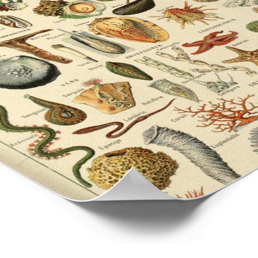 Adolphe Millot Mollusques Pour Tous Poster (Hoek)