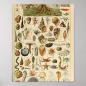 Adolphe Millot Mollusques Pour Tous Poster (Voorkant)