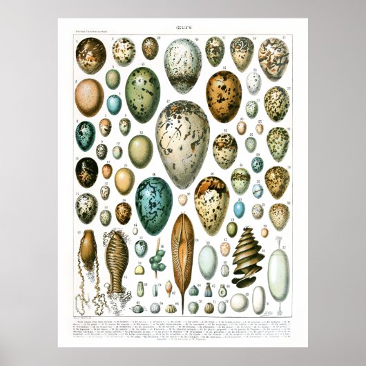 Adolphe Millot Ouefs Eggs Poster (Voorkant)