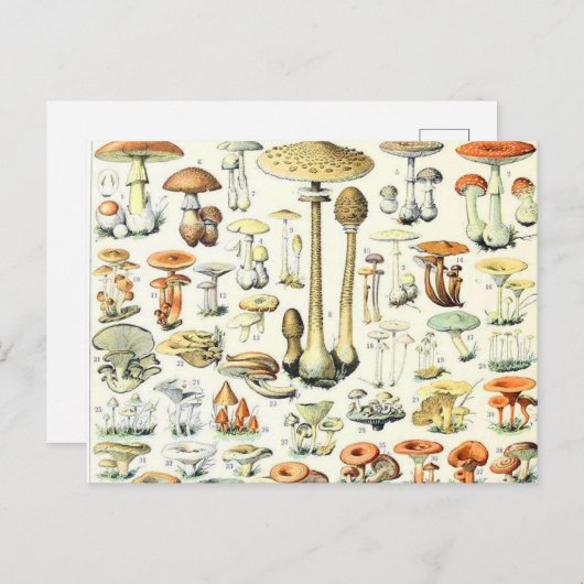 Adolphe Millot paddenstoel B Briefkaart (Voorkant / Achterkant)