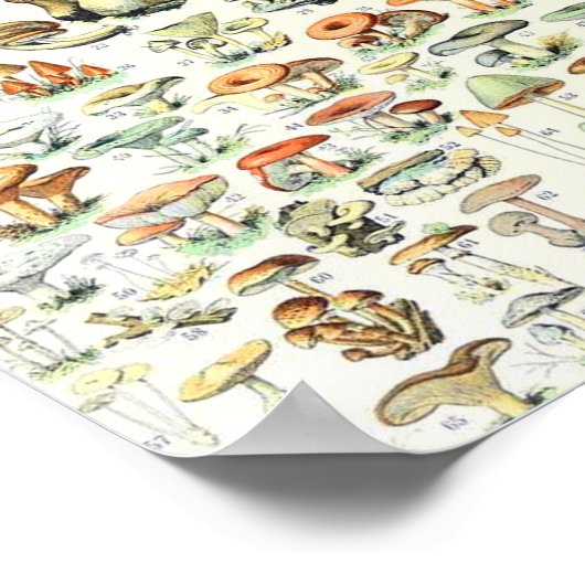 Adolphe Millot paddenstoel B Poster (Hoek)