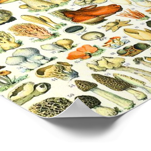 Adolphe Millot paddenstoel Poster (Hoek)