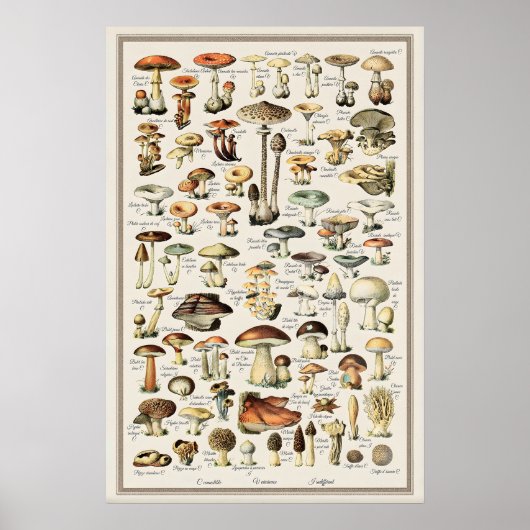 Adolphe Millot Paddenstoelenkaart Print Vintage (Voorkant)