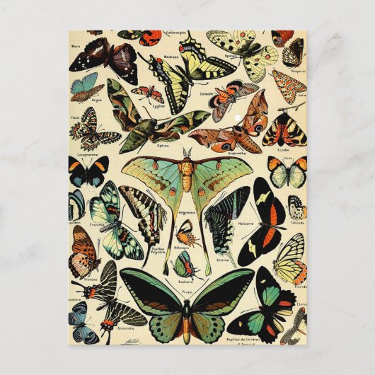 Adolphe Millot Papillons Briefkaart (Voorkant)