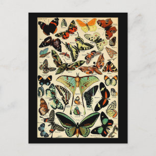 Adolphe Millot Papillons Briefkaart