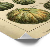 Adolphe Millot Plantaardige Illustratie Poster (Hoek)