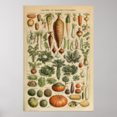 Adolphe Millot Plantaardige Illustratie Poster (Voorkant)