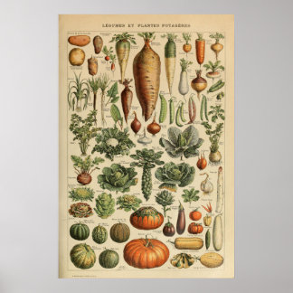 Adolphe Millot Plantaardige Illustratie Poster