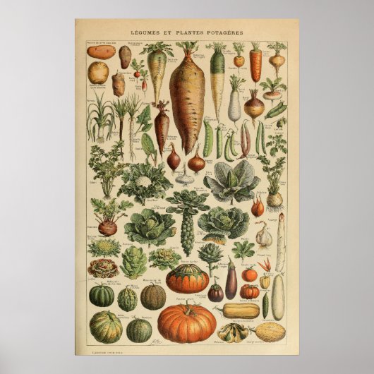 Adolphe Millot Plantaardige Illustratie Poster (Voorkant)