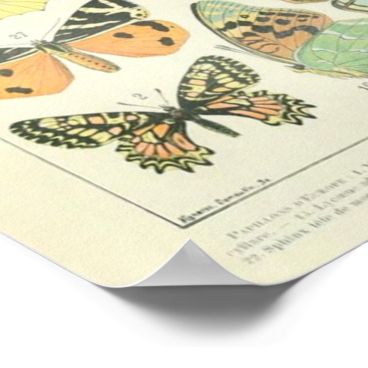  Adolphe Millot Print Butterflies Pattern-A (Hoek)