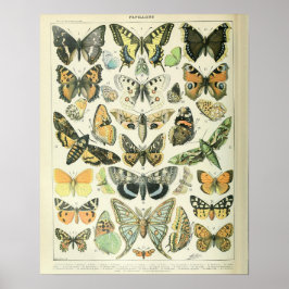  Adolphe Millot Print Butterflies Pattern-A