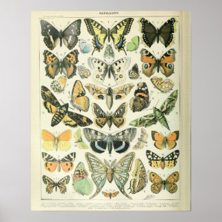 Adolphe Millot Print Butterflies Pattern-A