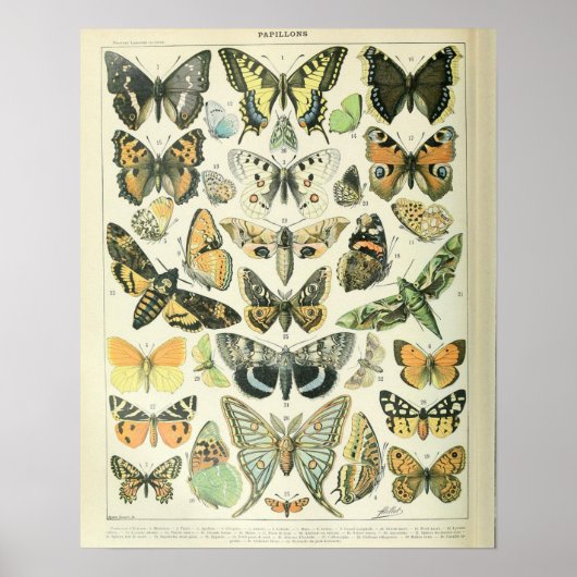 Adolphe Millot Print Butterflies Pattern-A (Voorkant)
