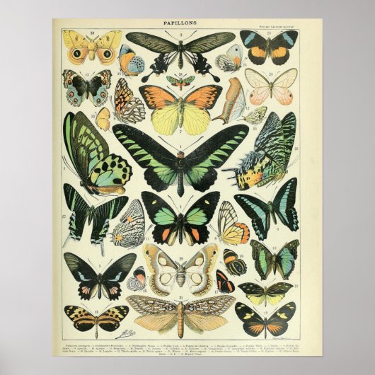 Adolphe Millot Print Butterflies Pattern-B (Voorkant)