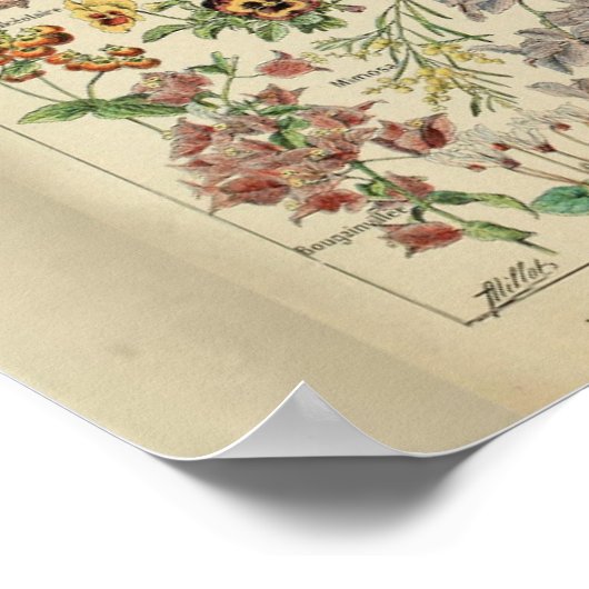  Adolphe Millot Print Flowers (Hoek)