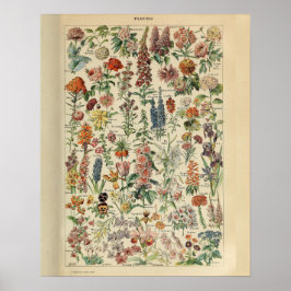  Adolphe Millot Print Flowers