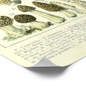 Adolphe Millot Print Mushrooms Poster (Hoek)