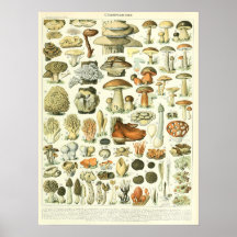  Adolphe Millot Print Mushrooms Poster
