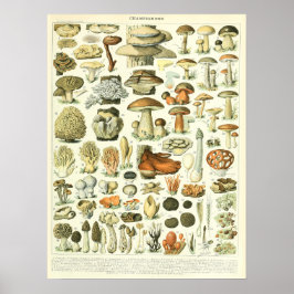  Adolphe Millot Print Mushrooms Poster
