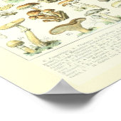 Adolphe Millot Print Mushrooms Poster 2 (Hoek)