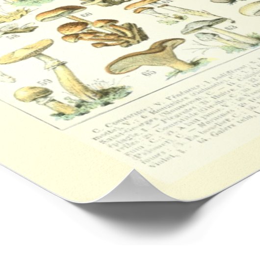 Adolphe Millot Print Mushrooms Poster 2 (Hoek)
