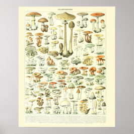  Adolphe Millot Print Mushrooms Poster 2