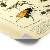 Adolphe Millot Print snijdt patroon-B (Hoek)