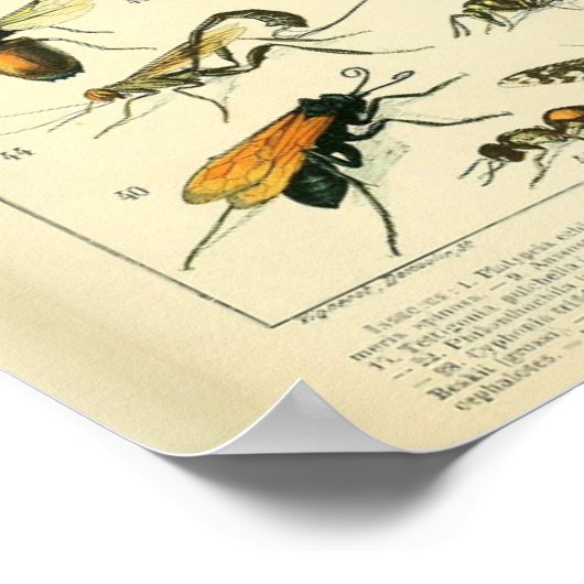  Adolphe Millot Print snijdt patroon-B (Hoek)