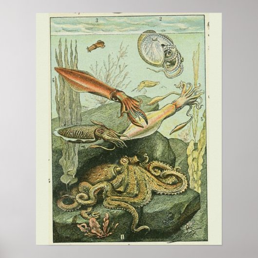 Adolphe Millot Print weekdierpatroon (Voorkant)