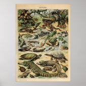 Adolphe Millot Reptile Poster (Voorkant)