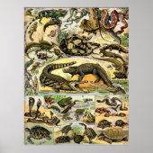 Adolphe Millot Reptiles Poster (Voorkant)