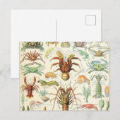 Adolphe Millot schaalaces Briefkaart (Voorkant / Achterkant)