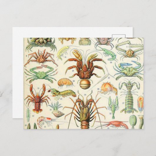 Adolphe Millot schaalaces Briefkaart (Voorkant / Achterkant)