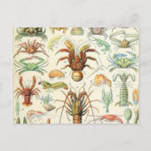 Adolphe Millot schaalaces Briefkaart (Voorkant)