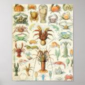 Adolphe Millot schaalaces Poster (Voorkant)