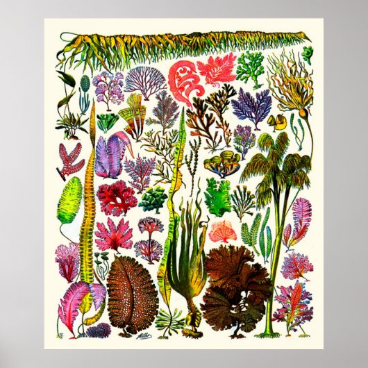 Adolphe Millot ~ Seaweed Poster (Voorkant)