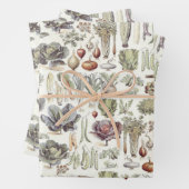 Adolphe Millot Vegetable Pattern Wrapping Paper Sh (In situ)