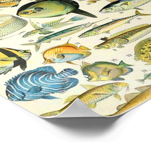 Adolphe Millot vissen A Poster (Hoek)