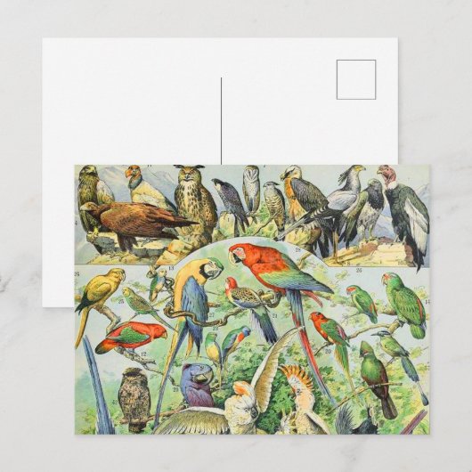 Adolphe Millot vogels A Briefkaart (Voorkant / Achterkant)