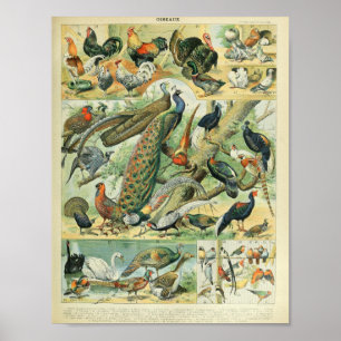 Adolphe Millot's Vogelillustraties Poster