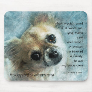 Adopteer een huisdier - Chihuahua Muismat