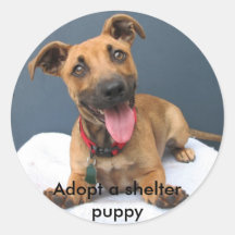 Adopteer een schuilplaats puppy 023