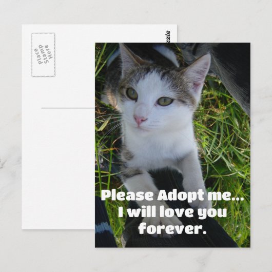 Adopteer me alsjeblieft..zal voor altijd van je ho briefkaart (Voorkant / Achterkant)