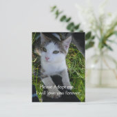 Adopteer me alsjeblieft..zal voor altijd van je ho briefkaart (Staand voorkant)