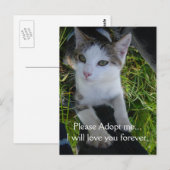 Adopteer me alsjeblieft..zal voor altijd van je ho briefkaart (Voorkant / Achterkant)