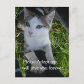 Adopteer me alsjeblieft..zal voor altijd van je ho briefkaart (Voorkant)