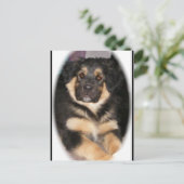 adopteerbare_GSD_mix Briefkaarten (Staand voorkant)