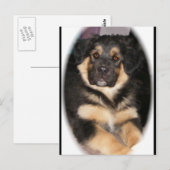 adopteerbare_GSD_mix Briefkaarten (Voorkant / Achterkant)