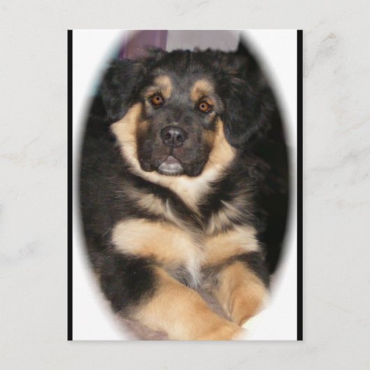 adopteerbare_GSD_mix Briefkaarten (Voorkant)