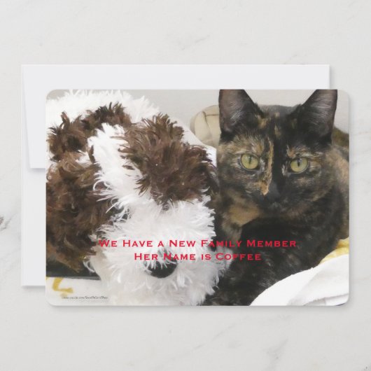 Adoptie van Pet Cat, Naam, Uw Foto, Aankondiging (Voorkant)